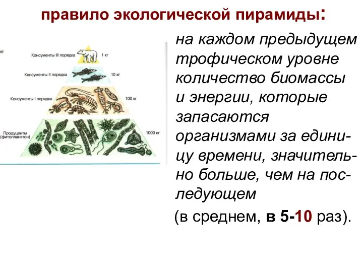 правило экологической пирамиды: на каждом предыдущем трофическом уровне количество биомассы и