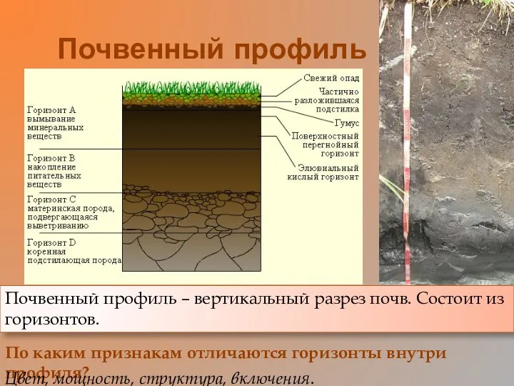 Почвенный профиль По каким признакам отличаются горизонты внутри профиля? Цвет, мощность,