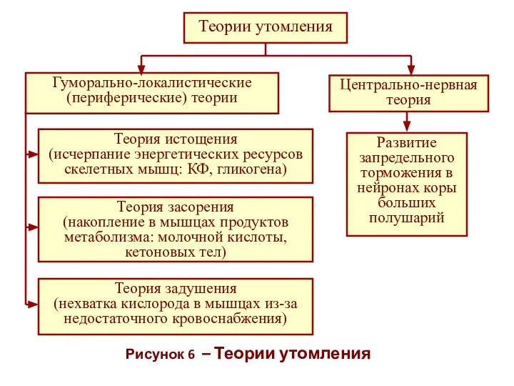 Рисунок 6 – Теории утомления