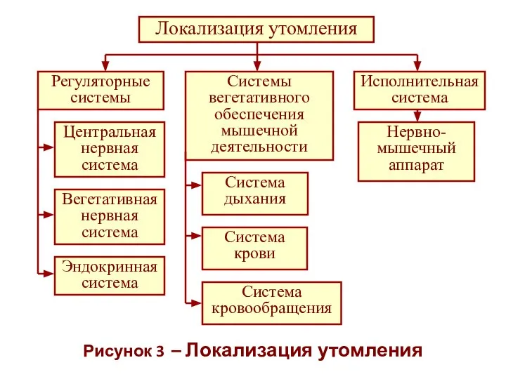 Рисунок 3 – Локализация утомления