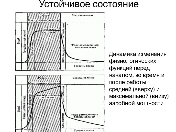 Устойчивое состояние Динамика изменения физиологических функций перед началом, во время и