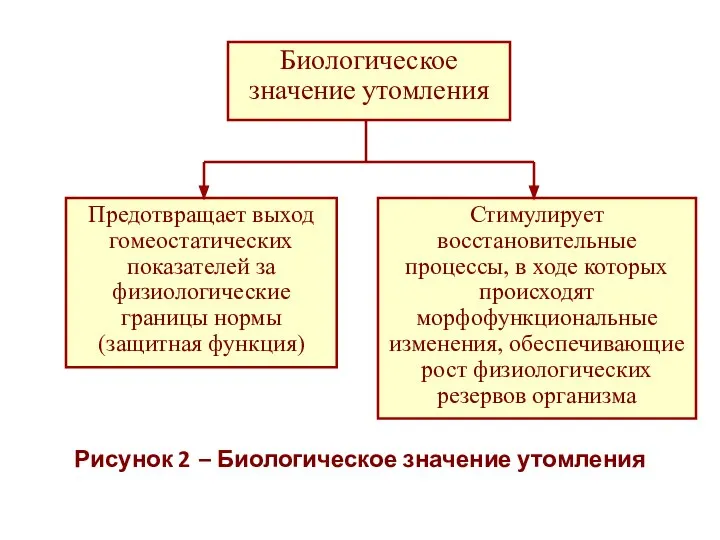 Рисунок 2 – Биологическое значение утомления