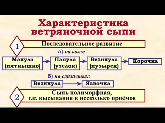 Характеристика ветряночной сыпи Последовательное развитие а) на коже Макула (пятнышко) Папула