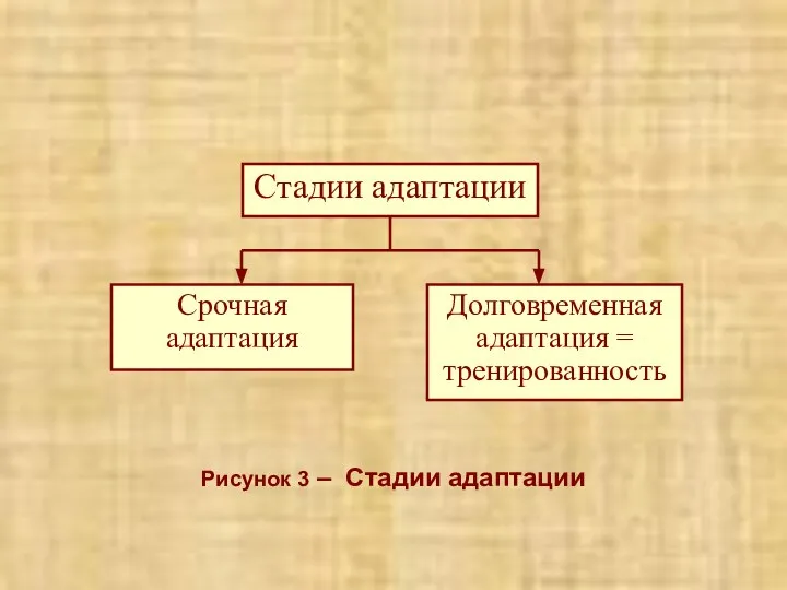 Рисунок 3 – Стадии адаптации