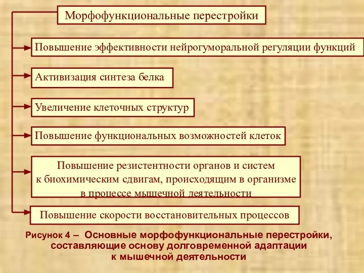 Рисунок 4 – Основные морфофункциональные перестройки, составляющие основу долговременной адаптации к мышечной деятельности