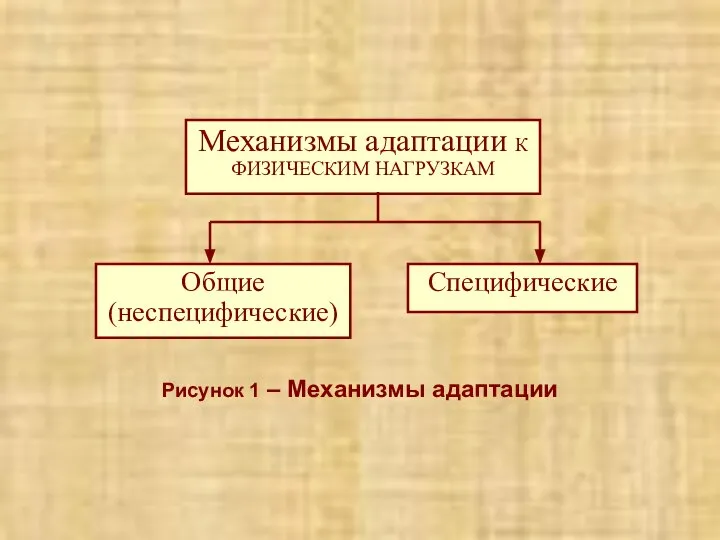 Рисунок 1 – Механизмы адаптации