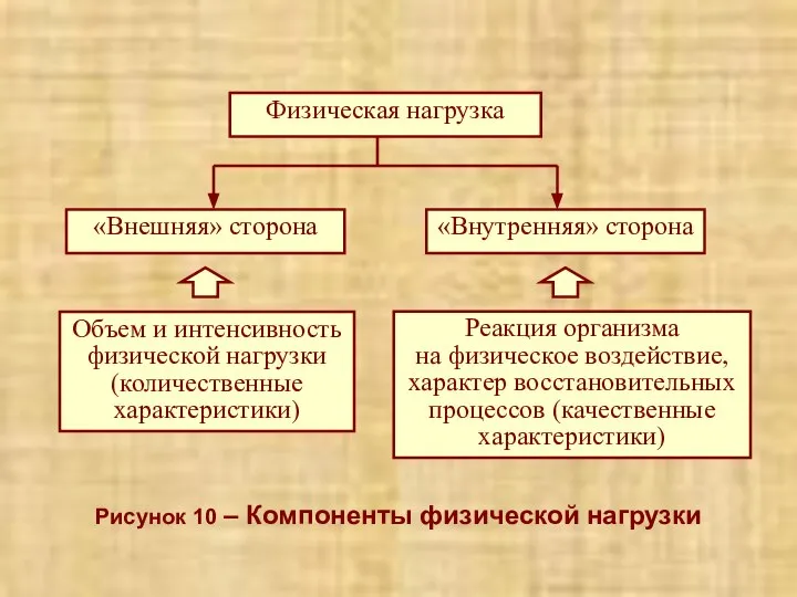 Рисунок 10 – Компоненты физической нагрузки