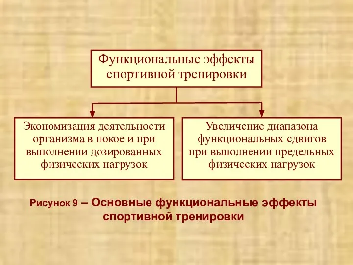 Рисунок 9 – Основные функциональные эффекты спортивной тренировки