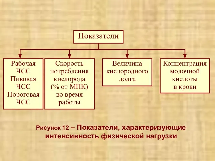 Рисунок 12 – Показатели, характеризующие интенсивность физической нагрузки