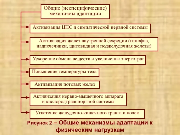 Рисунок 2 – Общие механизмы адаптации к физическим нагрузкам