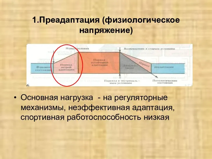 1.Преадаптация (физиологическое напряжение) Основная нагрузка - на регуляторные механизмы, неэффективная адаптация, спортивная работоспособность низкая