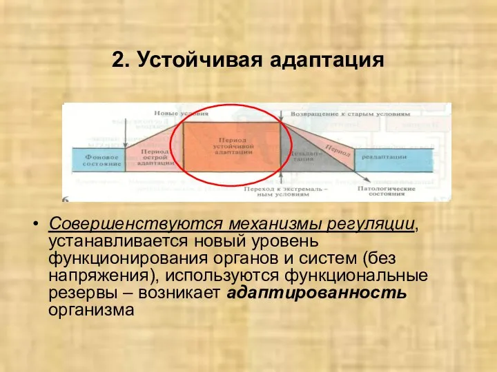 2. Устойчивая адаптация Совершенствуются механизмы регуляции, устанавливается новый уровень функционирования органов