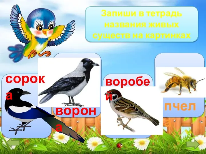 Запиши в тетрадь названия живых существ на картинках сорока ворона воробей пчела