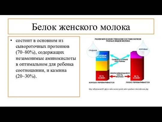 Белок женского молока состоит в основном из сывороточных протеинов (70–80%), содержащих