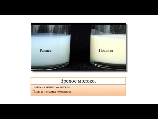 Зрелое молоко. Раннее - в начале кормления. Позднее – в конце кормления. Раннее Позднее