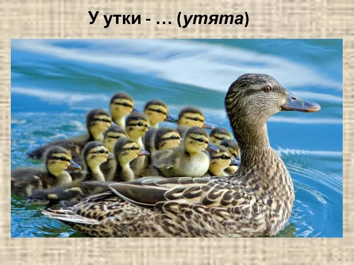 У утки - … (утята)