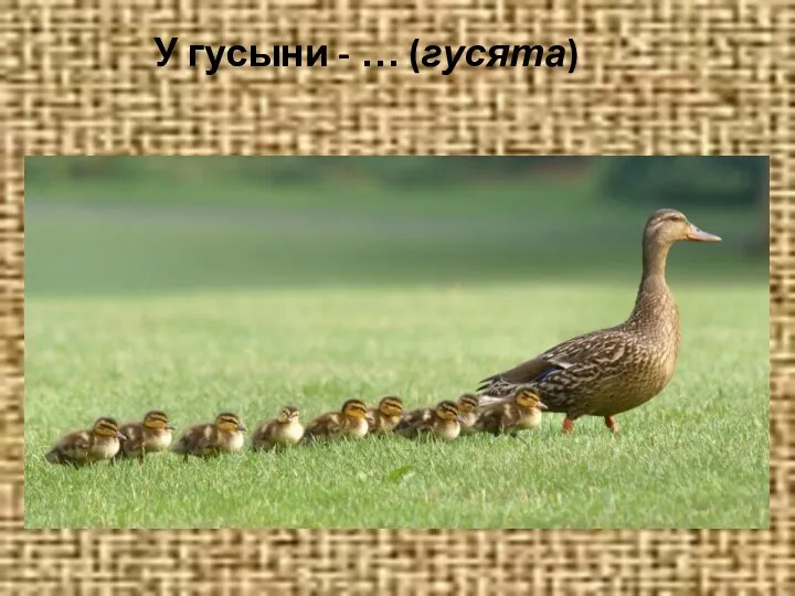 У гусыни - … (гусята)