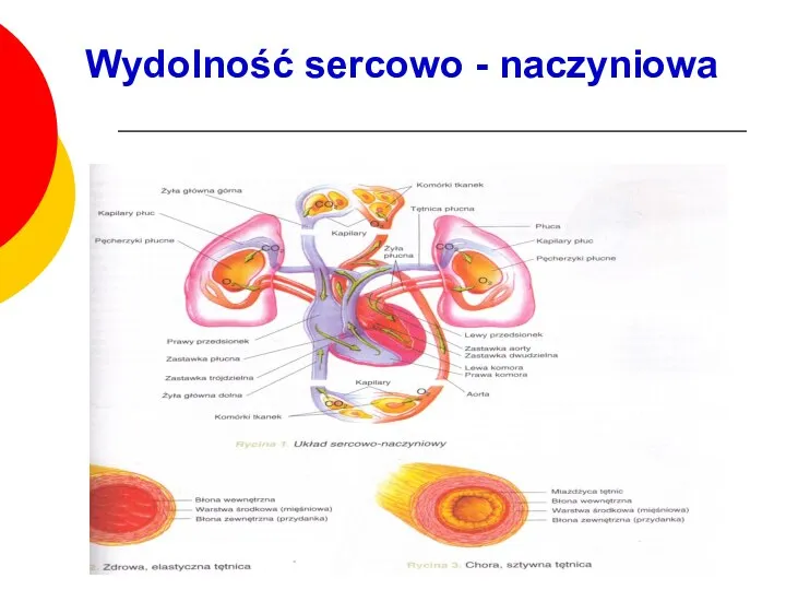 Wydolność sercowo - naczyniowa