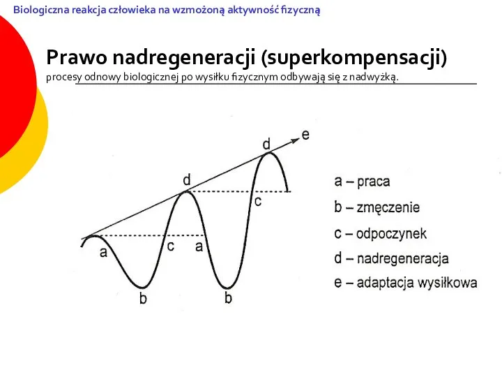 Prawo nadregeneracji (superkompensacji) procesy odnowy biologicznej po wysiłku fizycznym odbywają się