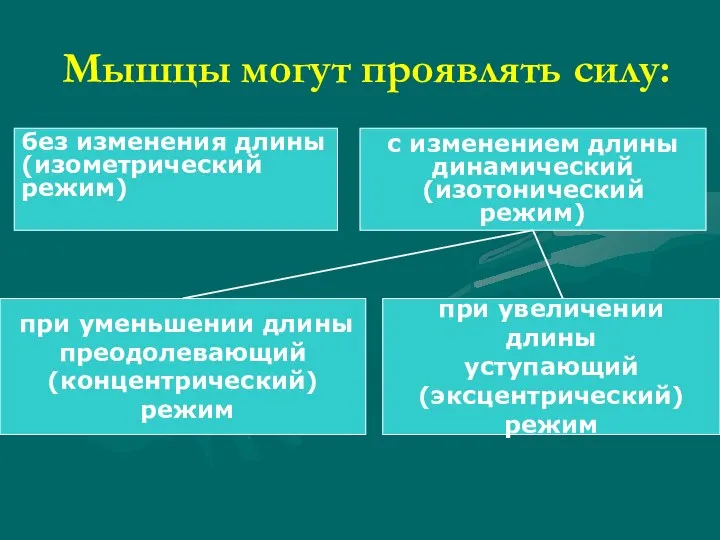 без изменения длины (изометрический режим) Мышцы могут проявлять силу: с изменением