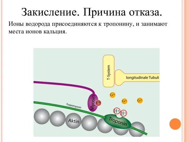 Закисление. Причина отказа. Ионы водорода присоединяются к тропонину, и занимают места ионов кальция.