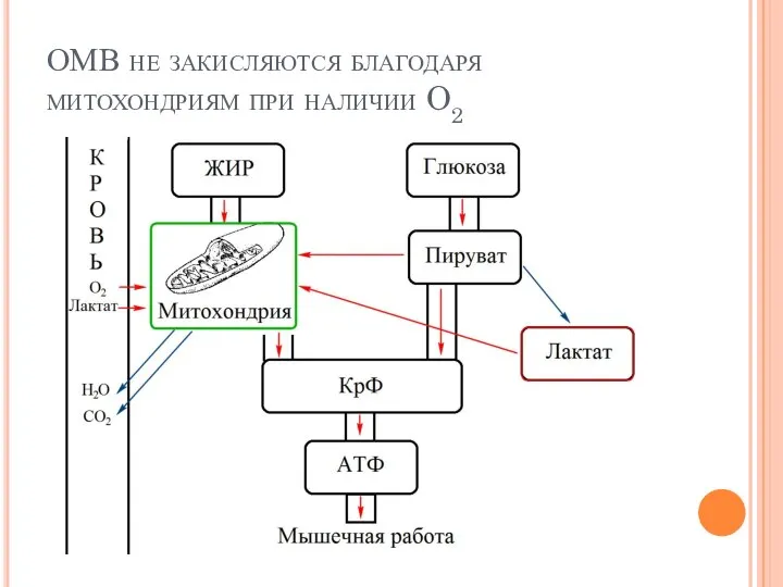 ОМВ не закисляются благодаря митохондриям при наличии O2