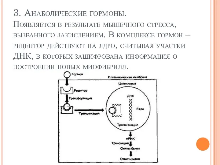 3. Анаболические гормоны. Появляется в результате мышечного стресса, вызванного закислением. В