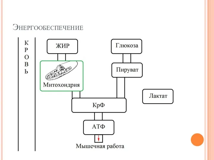 Энергообеспечение