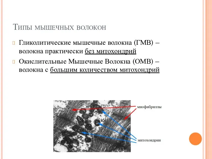 Типы мышечных волокон Гликолитические мышечные волокна (ГМВ) – волокна практически без