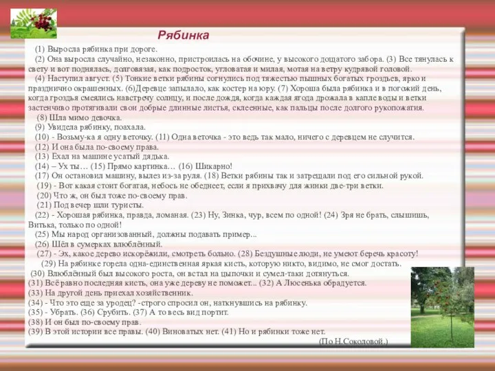 Рябинка (1) Выросла рябинка при дороге. (2) Она выросла случайно, незаконно,