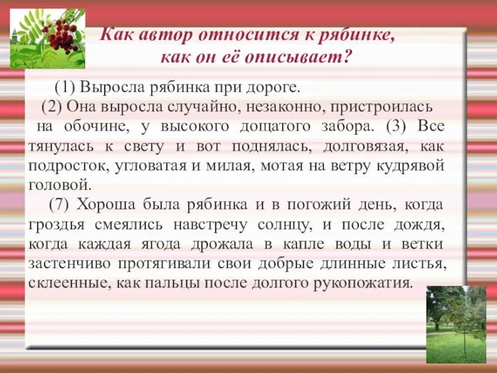 (1) Выросла рябинка при дороге. (2) Она выросла случайно, незаконно, пристроилась