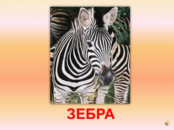 ЗЕБРА