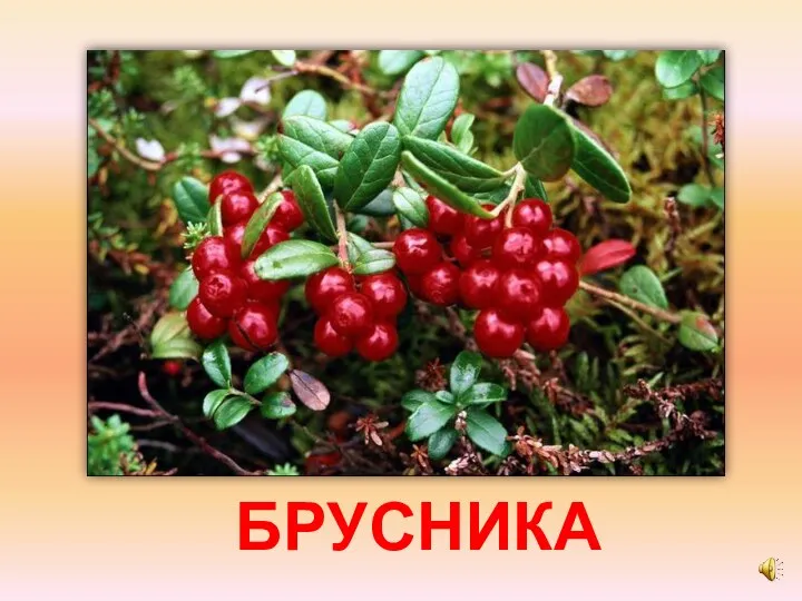 БРУСНИКА