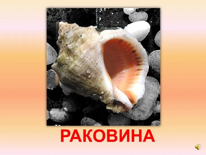 РАКОВИНА