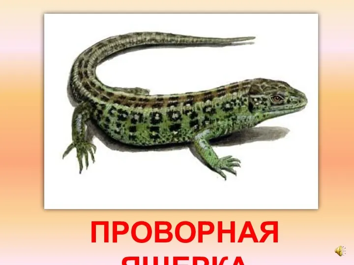 ПРОВОРНАЯ ЯЩЕРКА