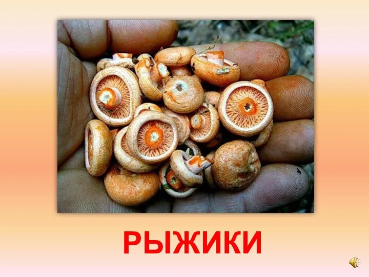 РЫЖИКИ