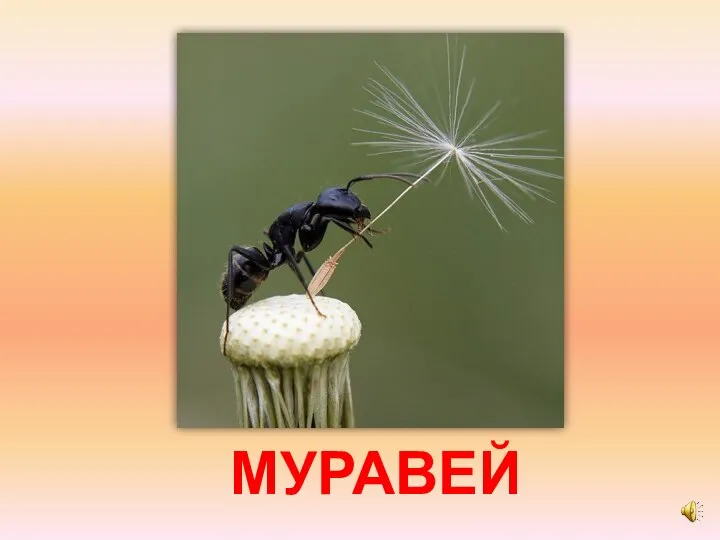 МУРАВЕЙ