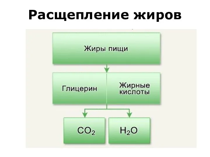 Расщепление жиров