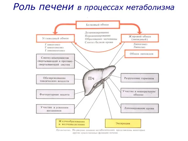 Роль печени в процессах метаболизма