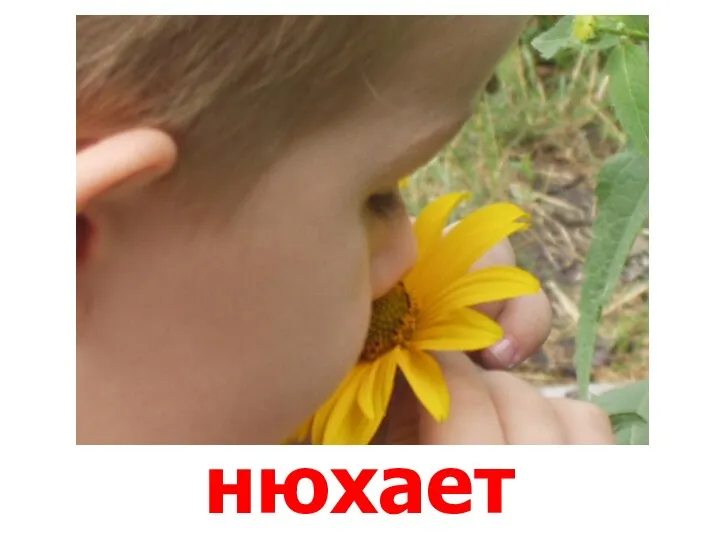 нюхает