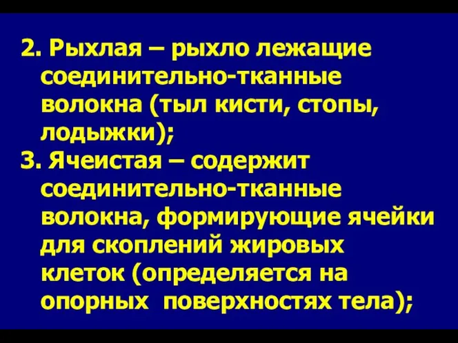 2. Рыхлая – рыхло лежащие соединительно-тканные волокна (тыл кисти, стопы, лодыжки);