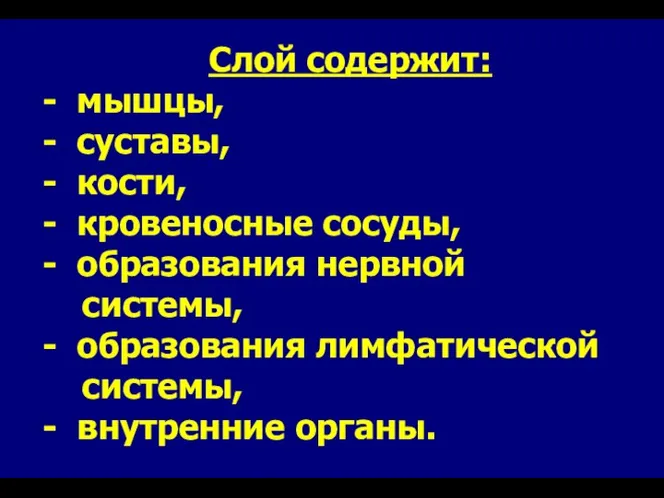 Слой содержит: - мышцы, - суставы, - кости, - кровеносные сосуды,