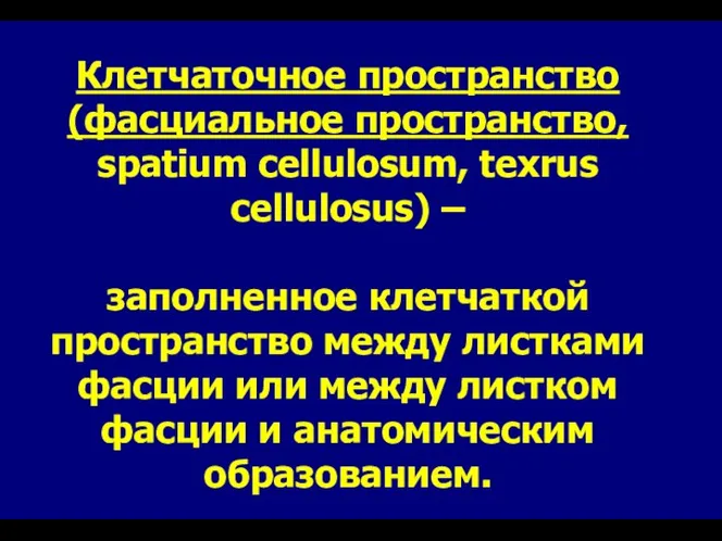 Клетчаточное пространство (фасциальное пространство, spatium cellulosum, texrus cellulosus) – заполненное клетчаткой