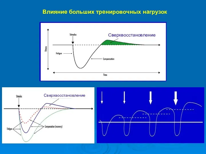 Влияние больших тренировочных нагрузок Сверхвосстановление Сверхвосстановление