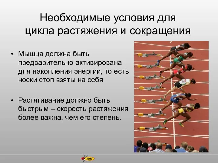 Мышца должна быть предварительно активирована для накопления энергии, то есть носки