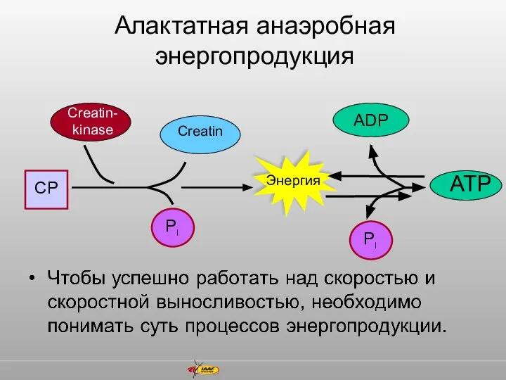 Алактатная анаэробная энергопродукция Энергия Creatin PI PI CP Creatin- kinase ADP ATP