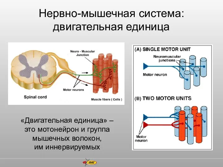 Нервно-мышечная система: двигательная единица «Двигательная единица» – это мотонейрон и группа мышечных волокон, им иннервируемых