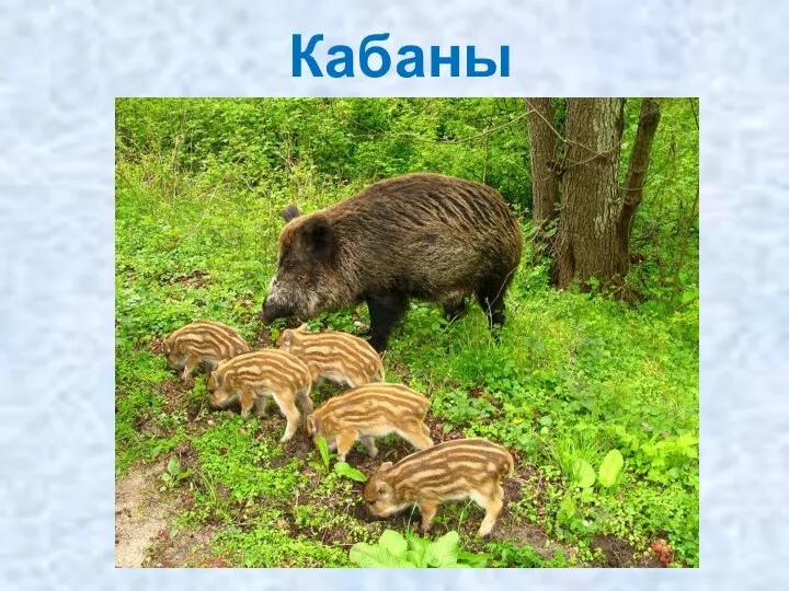 Кабаны