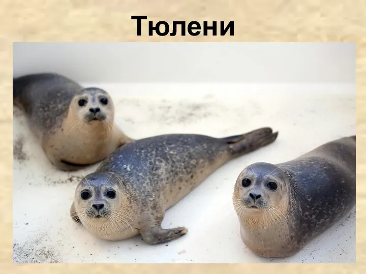 Тюлени