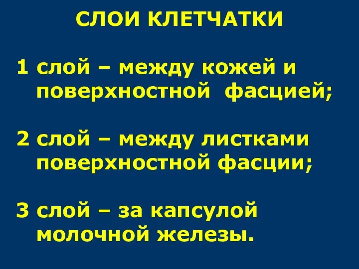 СЛОИ КЛЕТЧАТКИ 1 слой – между кожей и поверхностной фасцией; 2